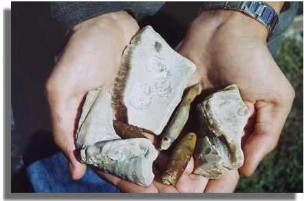 Фрагменты плезиозавра и белемниты. Август 2004 г.